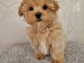 Maltipoo
