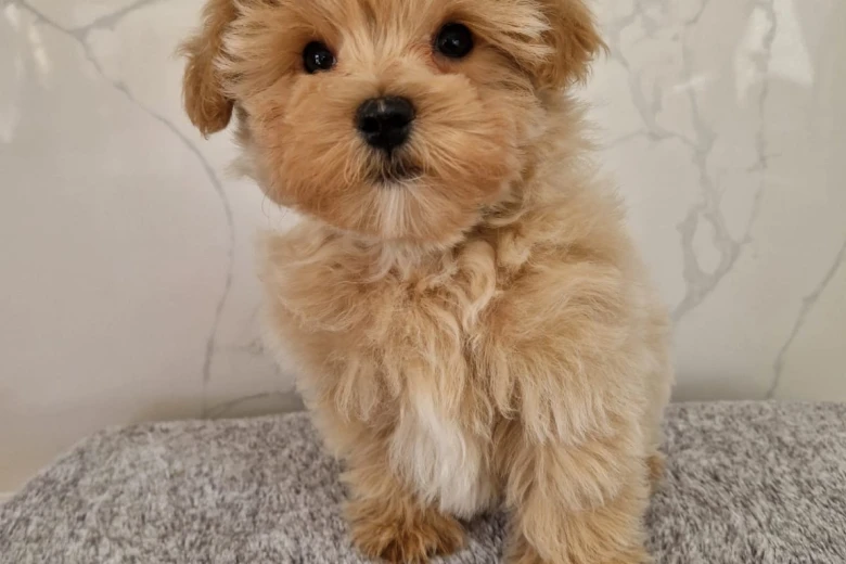 Maltipoo