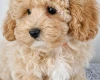 Maltipoo