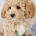 Maltipoo