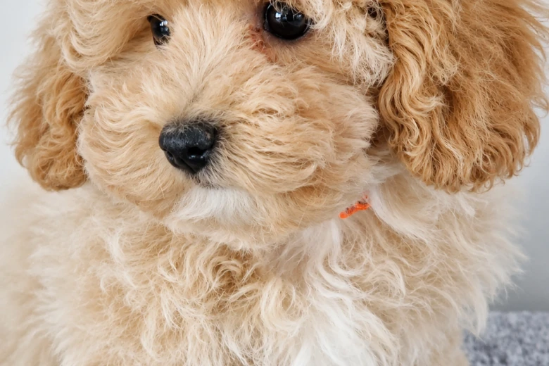 Maltipoo