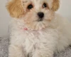 Maltipoo