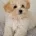 Maltipoo