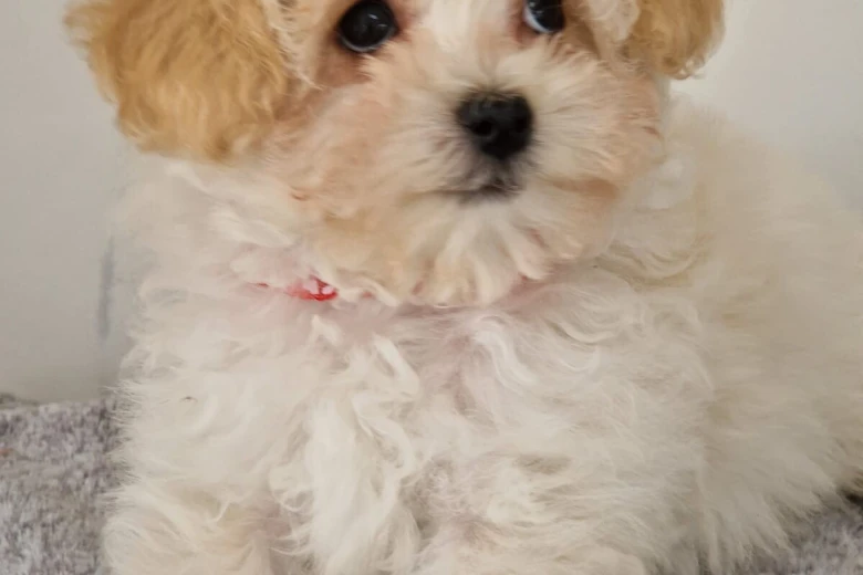 Maltipoo