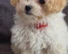 Maltipoo
