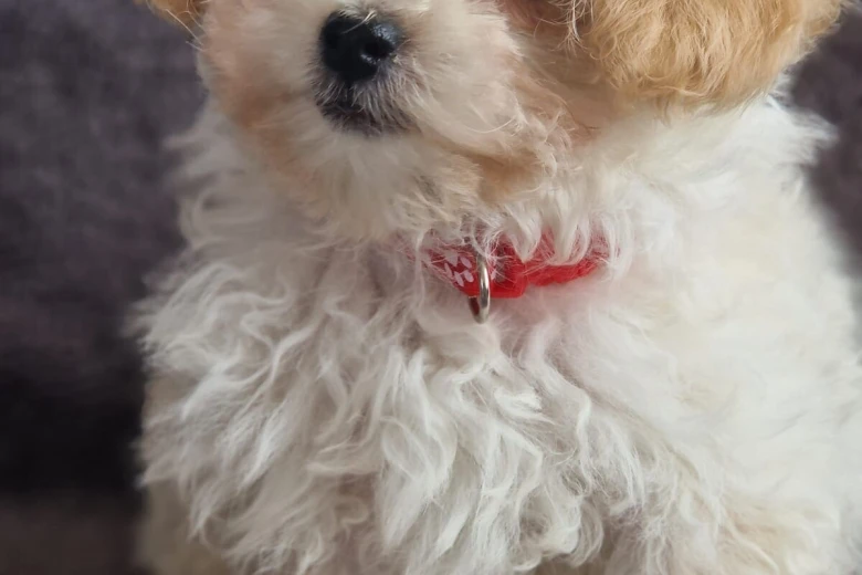 Maltipoo
