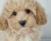 Maltipoo