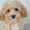 Maltipoo
