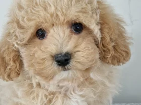 Maltipoo