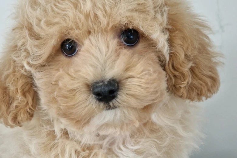 Maltipoo