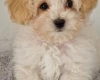 Maltipoo