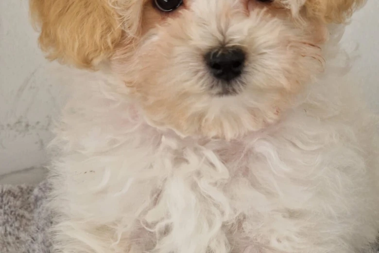 Maltipoo