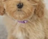 Maltipoo