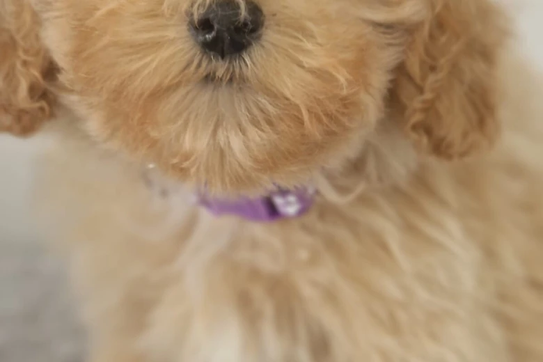 Maltipoo