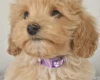Maltipoo