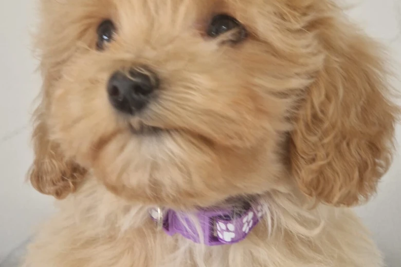 Maltipoo