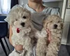 Maltipoo