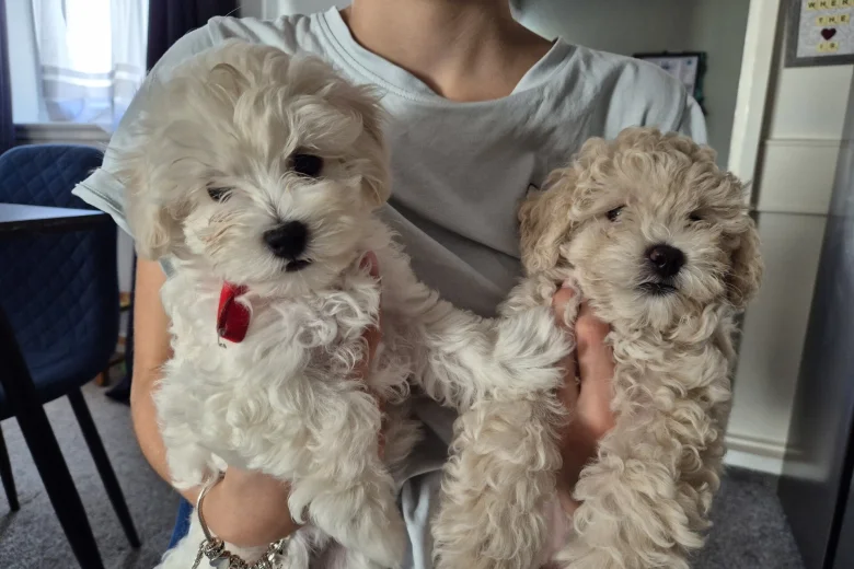 Maltipoo