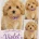 Maltipoo