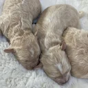Maltipoo