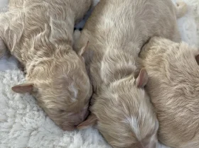 Maltipoo