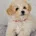 Maltipoo