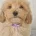Maltipoo