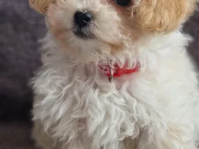 Maltipoo
