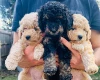 Maltipoo