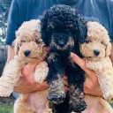 Maltipoo