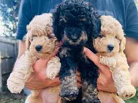 Maltipoo