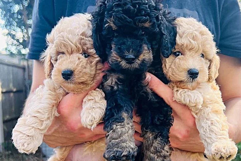 Maltipoo