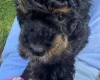 Maltipoo