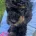 Maltipoo