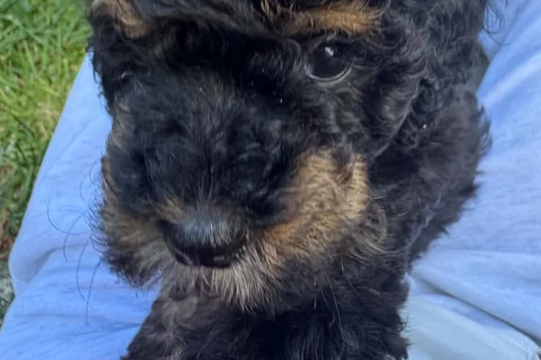Maltipoo