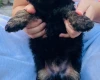 Maltipoo