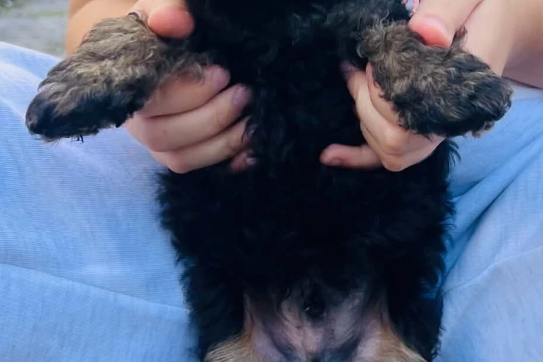 Maltipoo