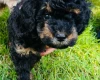 Maltipoo