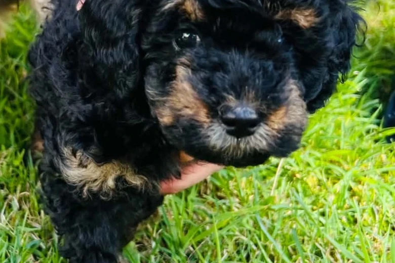 Maltipoo
