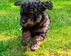 Maltipoo