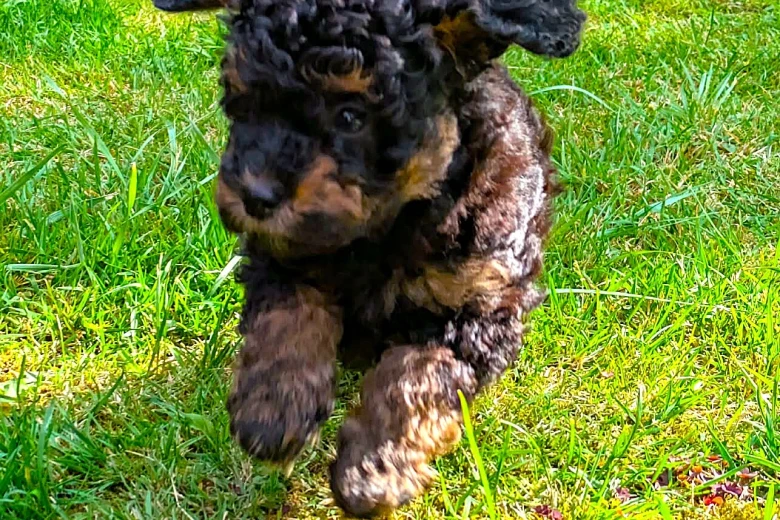 Maltipoo