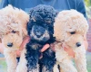 Maltipoo