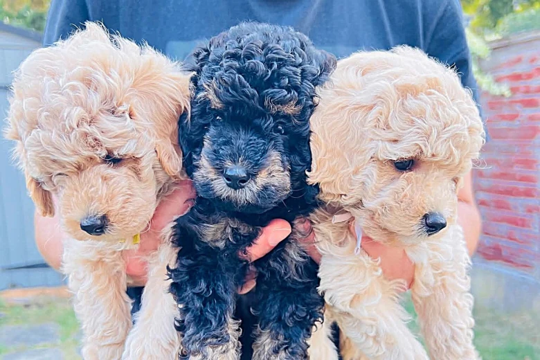 Maltipoo