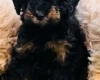 Maltipoo
