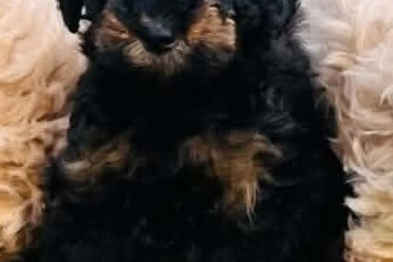Maltipoo
