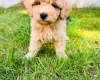 Maltipoo