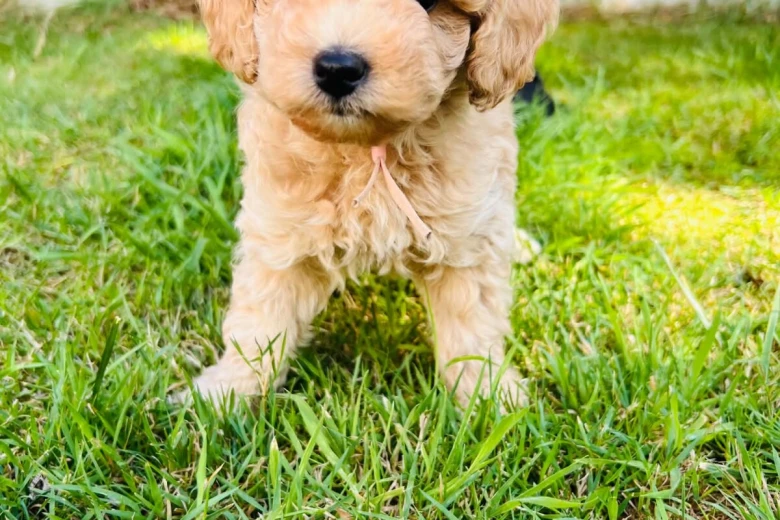 Maltipoo