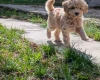 Maltipoo