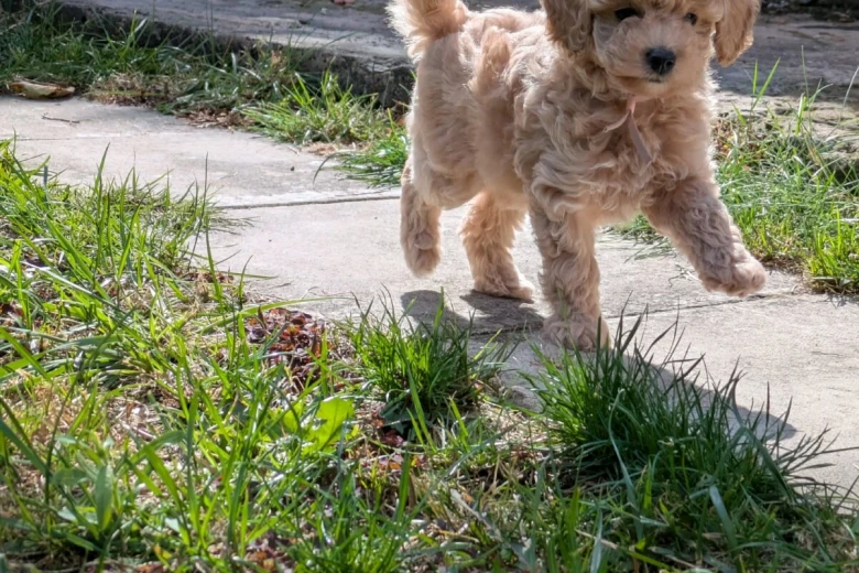 Maltipoo
