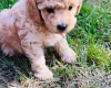 Maltipoo